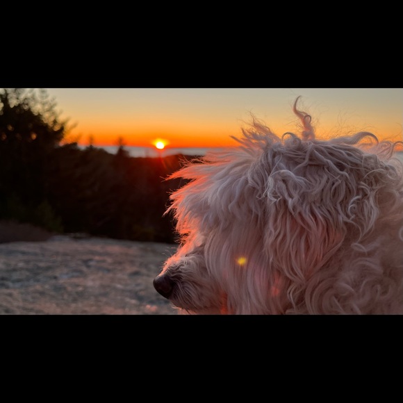 Meet your Posher, Renée - Picture 4 of 5